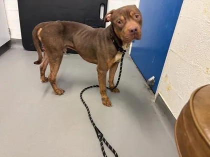 An adult large-sized male Pit Bull Terrier dog named Moose for adoption in Seattle, WA