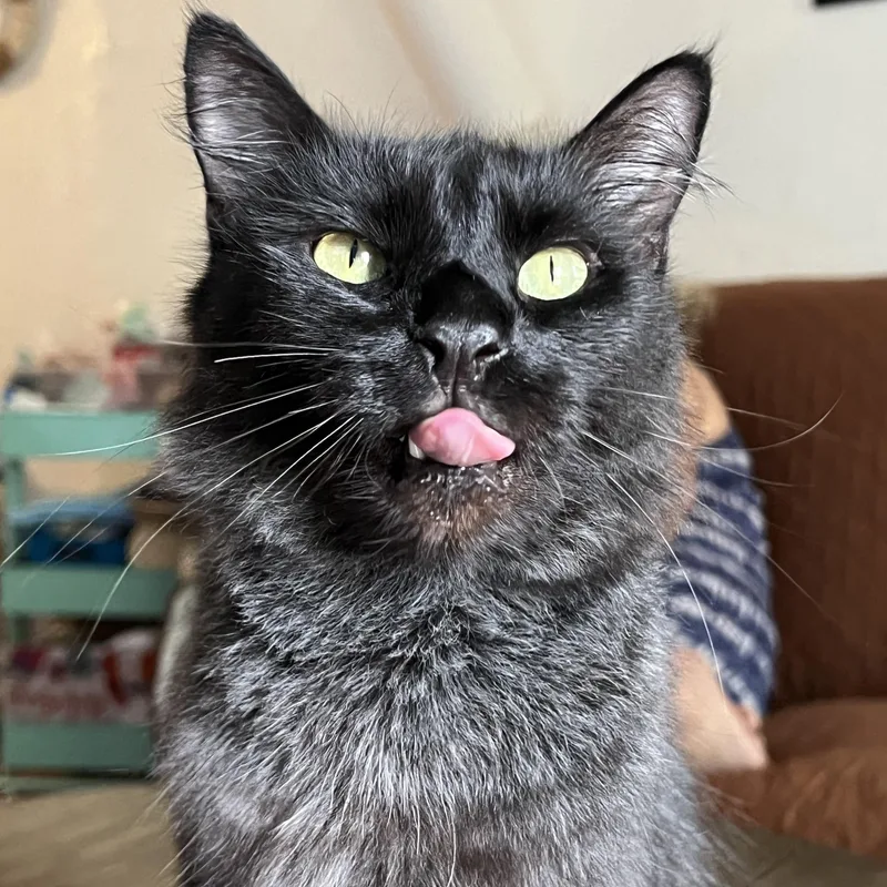 An adult large-sized male Black Domestic Medium Hair cat named Binx for adoption in San Jose, CA
