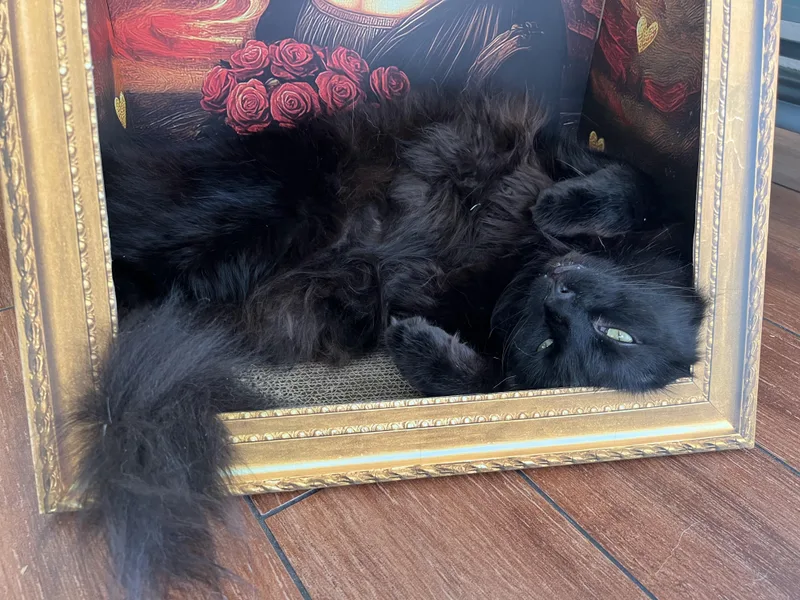 Binx thumbnail 2