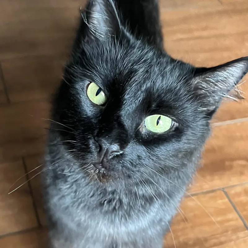 Binx thumbnail 3