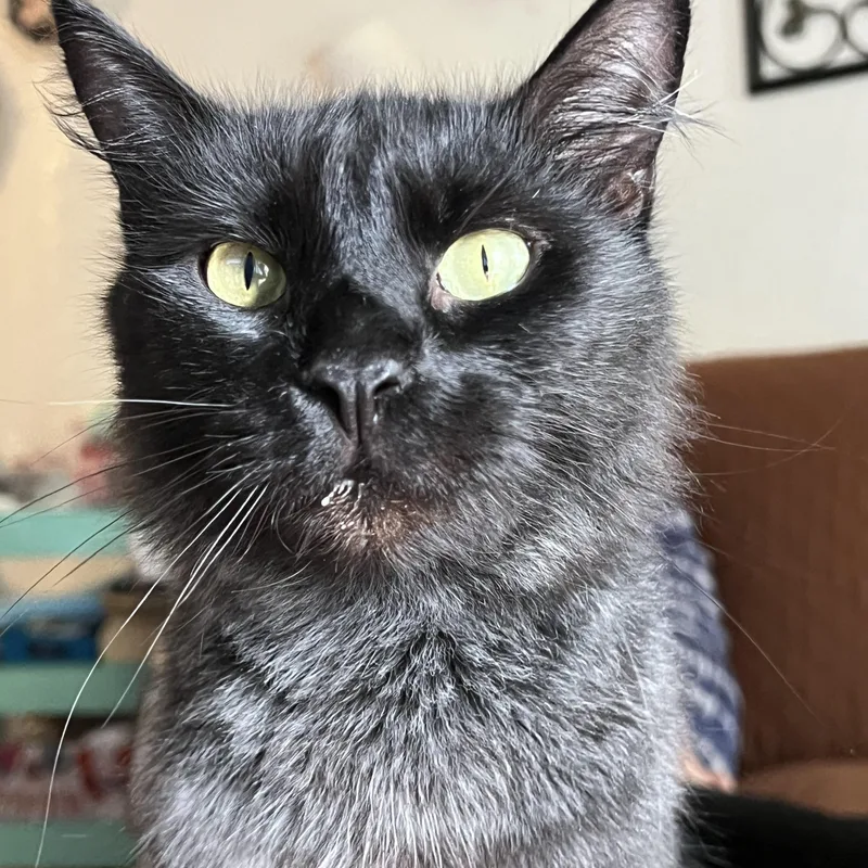 Binx thumbnail 4