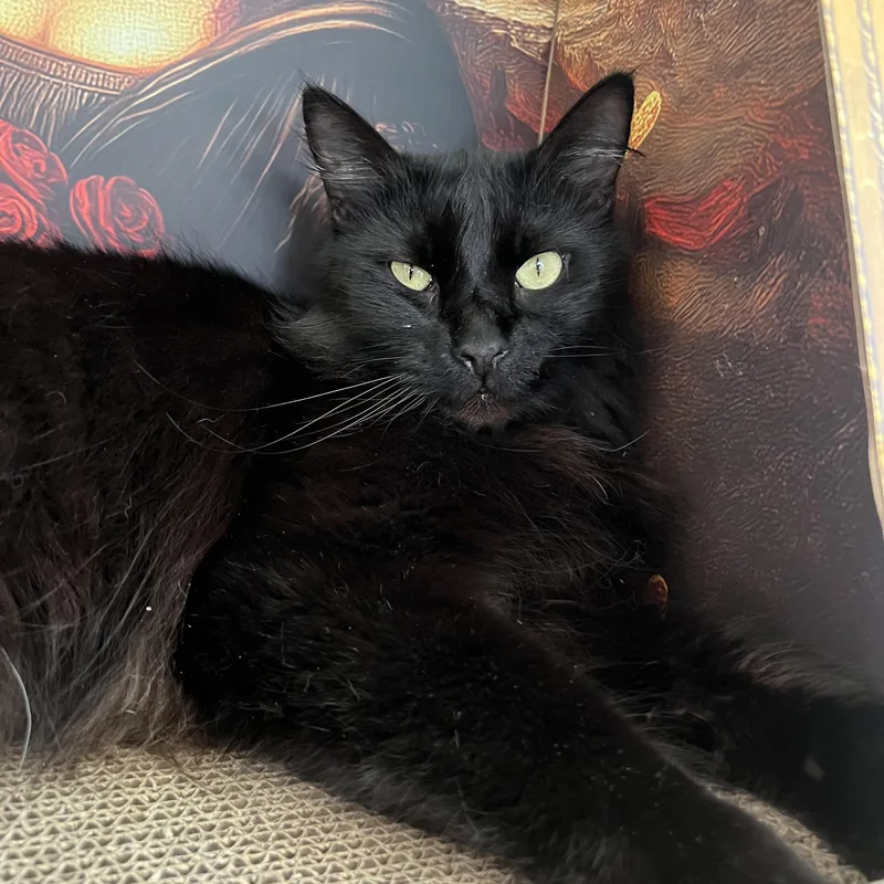 Binx thumbnail 5
