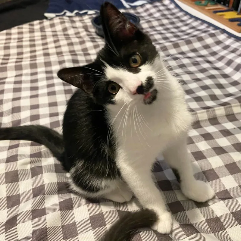 A baby medium-sized female Domestic Short Hair cat named Zebra for adoption in State College, PA