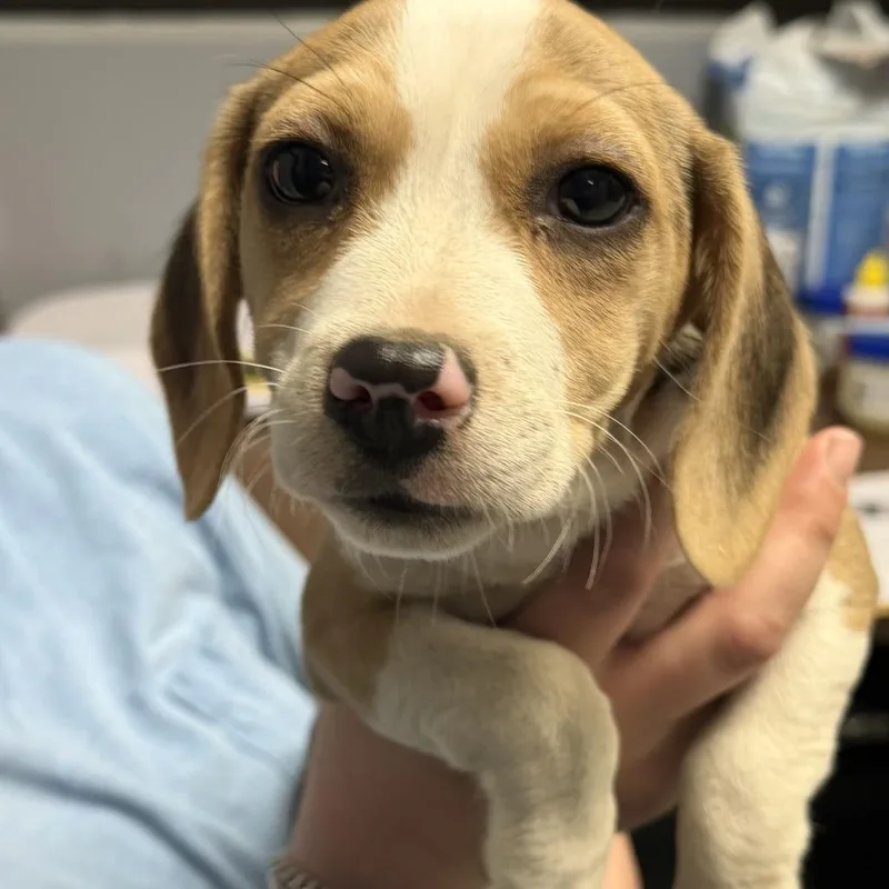 A baby small-sized female Brown / Chocolate Beagle dog named Ida Lou for adoption in Marion, VA