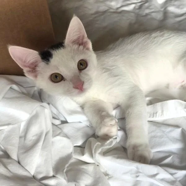 A baby small-sized male Domestic Short Hair cat named Raynor for adoption in Des Moines, IA