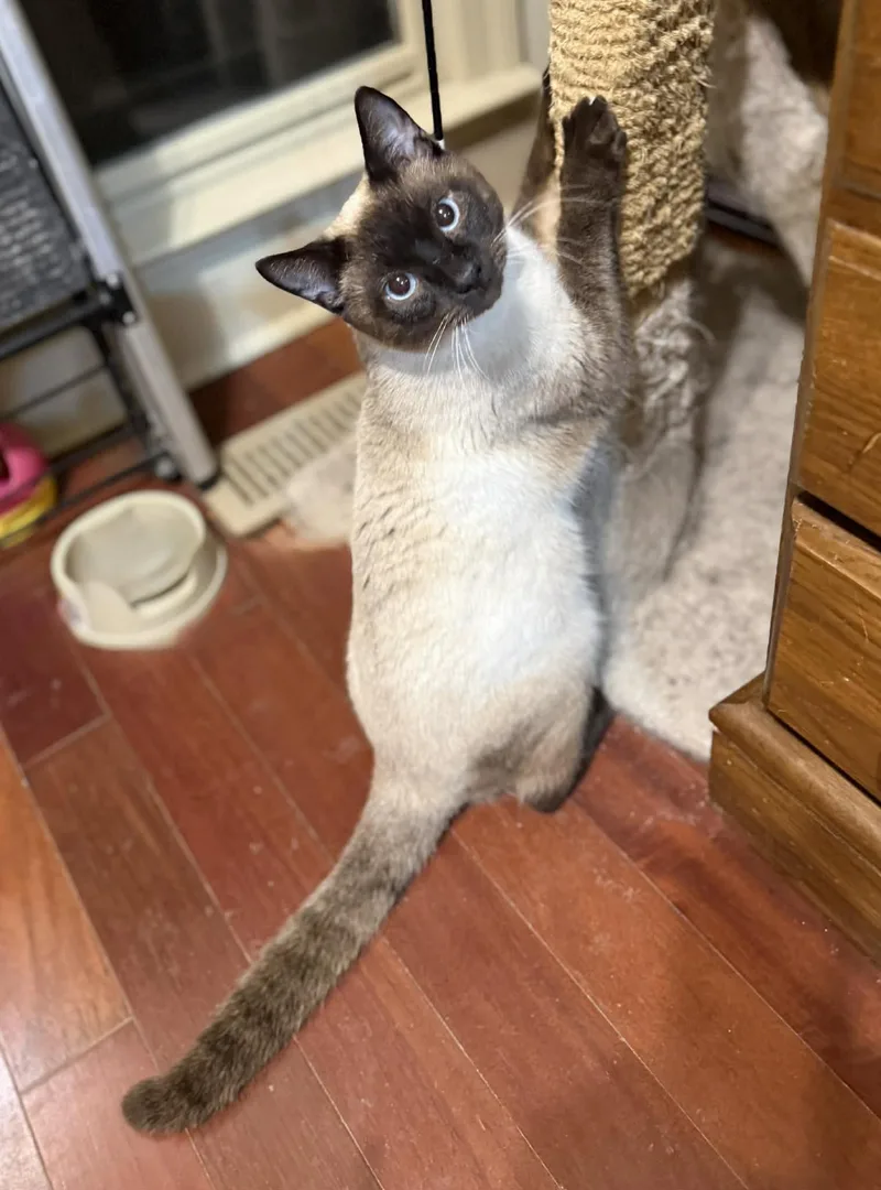 A young small-sized male Siamese cat named Rocket for adoption in Capshaw, AL