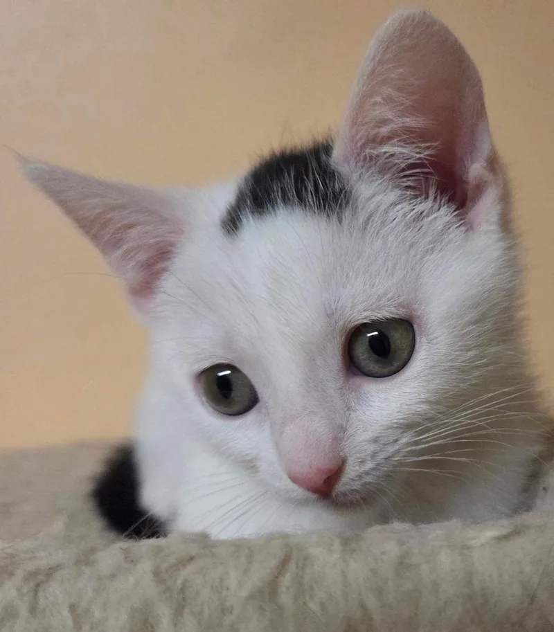 A baby medium-sized female White Domestic Short Hair cat named Fawn for adoption in Wayne, NJ