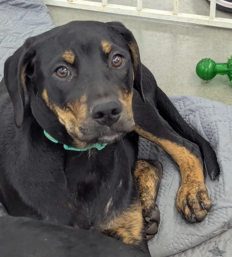 Sitka The Protector thumbnail 2