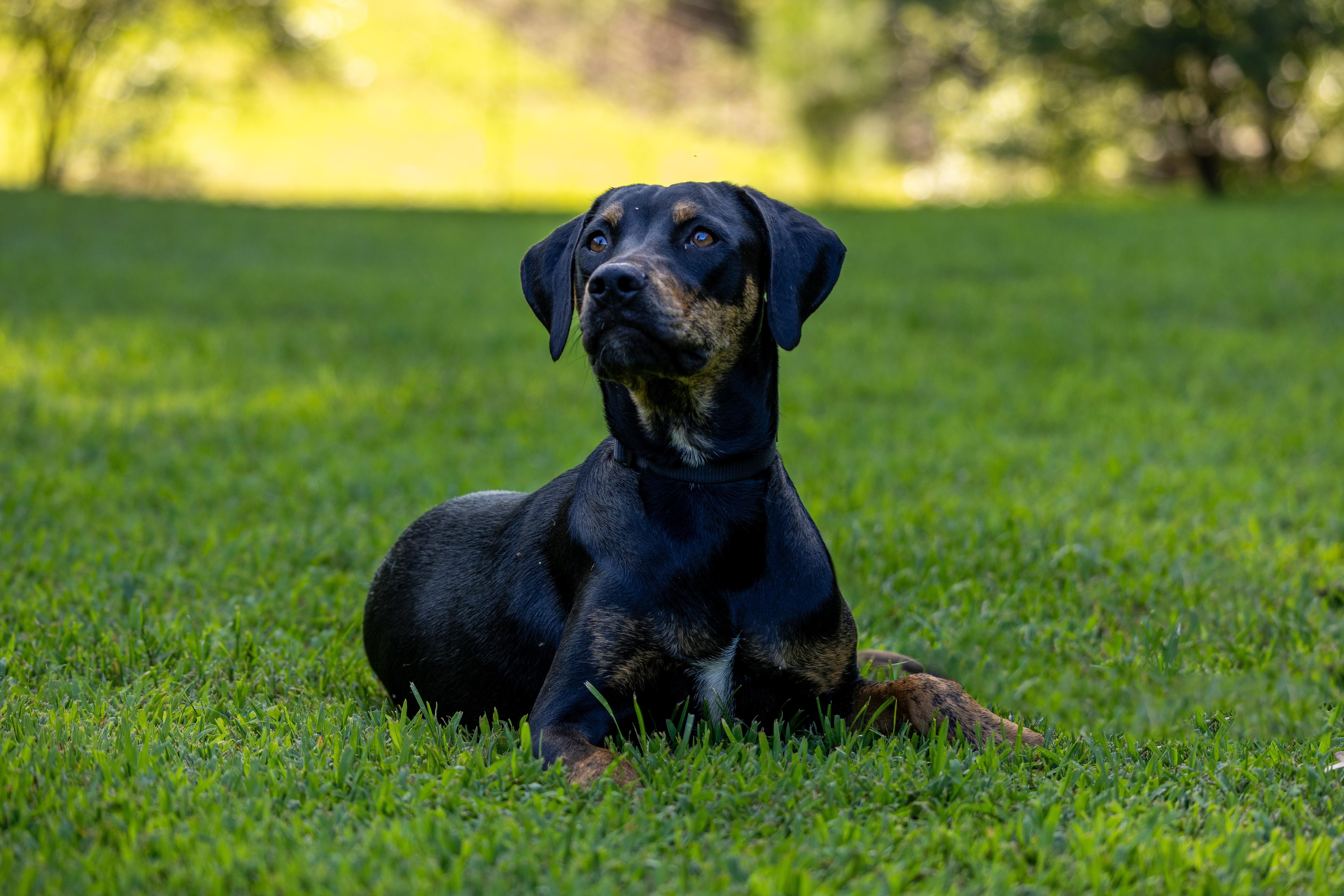 Sitka The Protector thumbnail 3