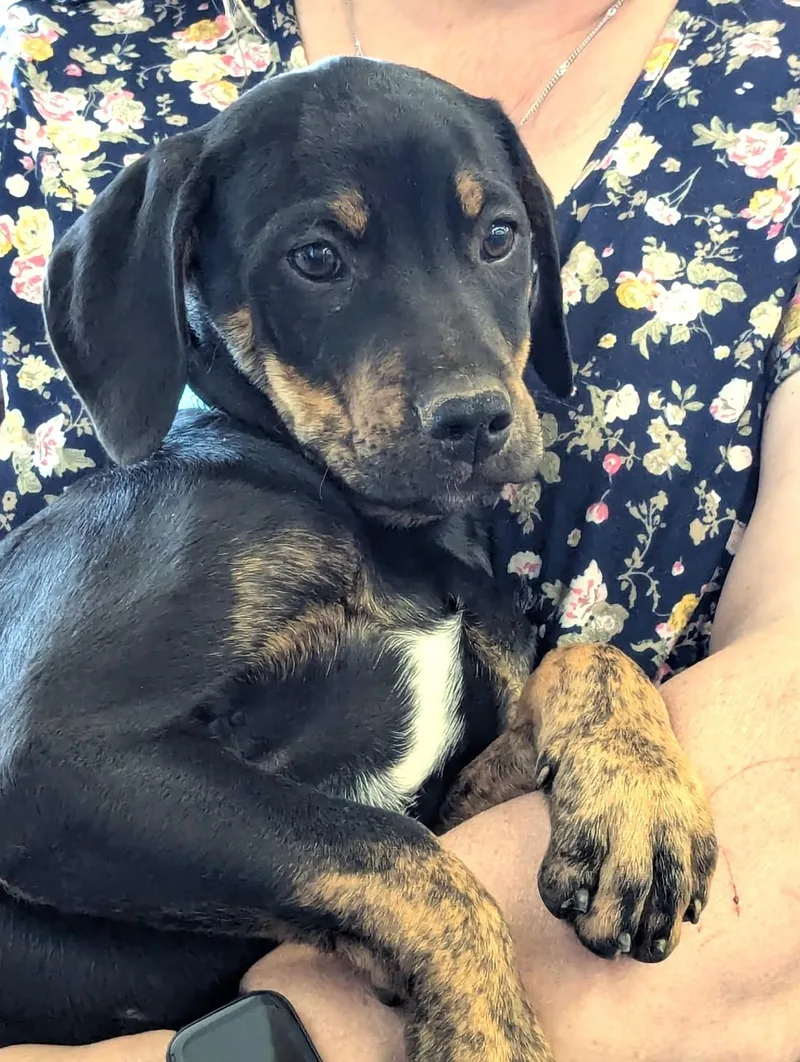 Sitka The Protector thumbnail 4