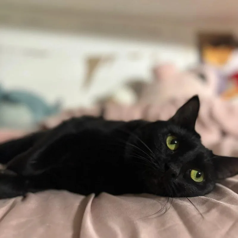 An adult small-sized female Black Domestic Short Hair cat named Spooky for adoption in Long Beach, CA