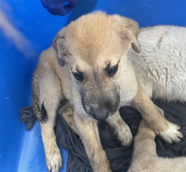 A baby large-sized female Mixed Breed dog named Emma for adoption in Dallas, TX