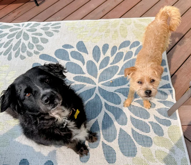 A young small-sized male Apricot / Beige Terrier dog named Haal for adoption in Columbia, MD