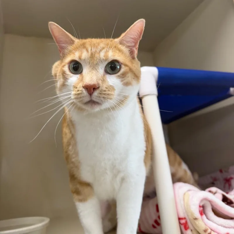 An adult small-sized male Domestic Short Hair cat named Alastor for adoption in Spanish Fork, UT