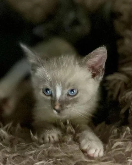 A young small-sized male Domestic Short Hair cat named Lenox for adoption in River Ridge, LA