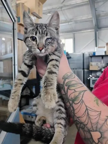 A baby small-sized female Domestic Short Hair cat named Sissy for adoption in San Bernardino, CA