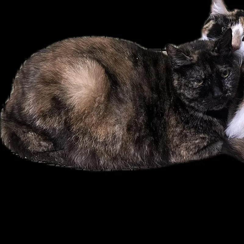 A young large-sized female Tortoiseshell Domestic Short Hair cat named Mimosa for adoption in Scranton, PA