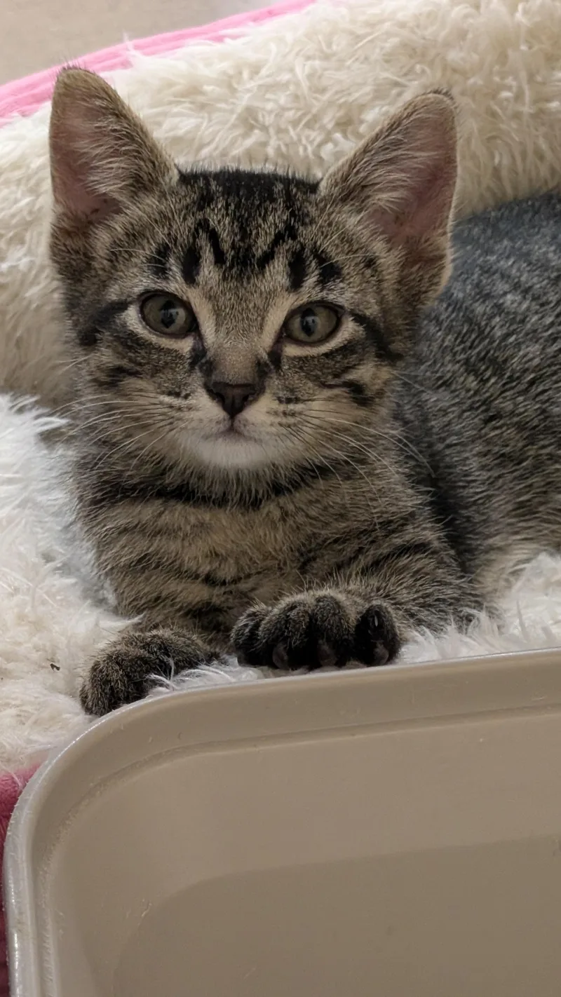 A baby medium-sized male Tabby (Brown / Chocolate) Tabby cat named Cedric for adoption in Missoula, MT