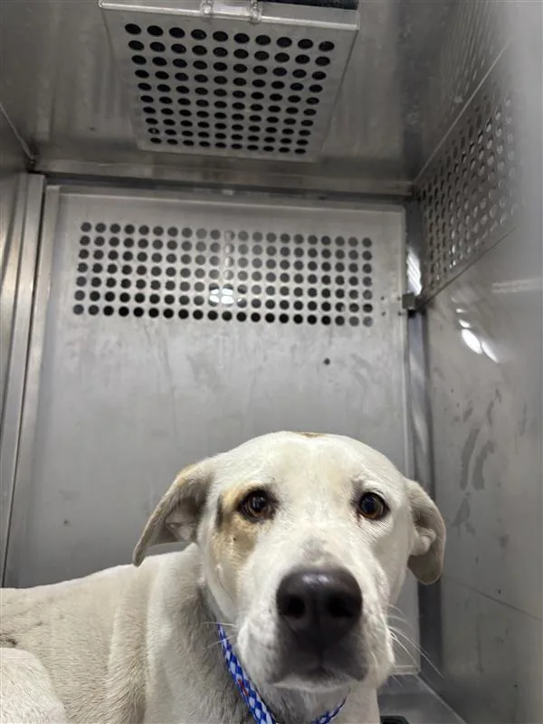 An adult large-sized female Labrador Retriever dog named Emmylou for adoption in Austin, TX