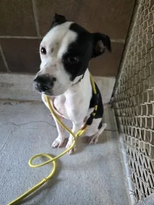 An adult medium-sized male Mixed Breed dog named Todd for adoption in Savannah, GA