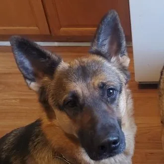 An adult large-sized female Yellow / Tan / Blond / Fawn German Shepherd Dog dog named Opal for adoption in Chicago, IL