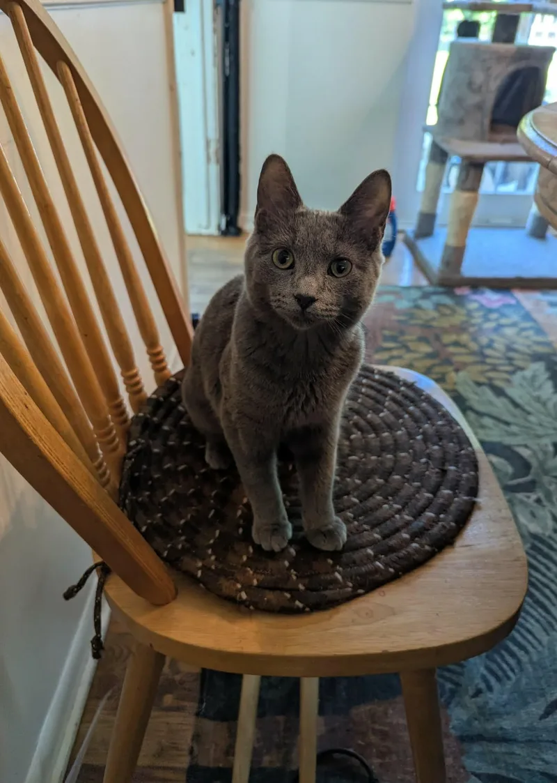 A young small-sized male Domestic Short Hair cat named Samuel Hayden for adoption in New Baltimore, MI