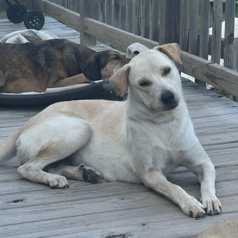An adult large-sized female Labrador Retriever dog named Momma Mona for adoption in Montgomery, TX