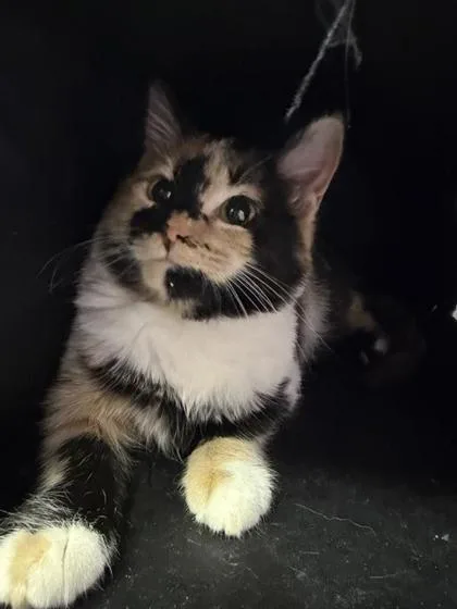 A baby small-sized female Orange / Red Domestic Medium Hair cat named 61237930 for adoption in El Paso, TX