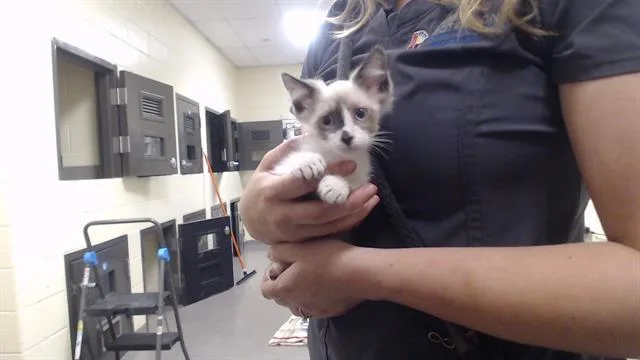 A baby small-sized male Snowshoe cat named Gravy for adoption in Denver, CO