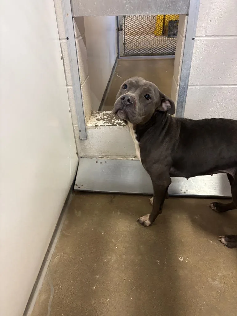 An adult medium-sized female Pit Bull Terrier dog named Pinky for adoption in Belton, TX