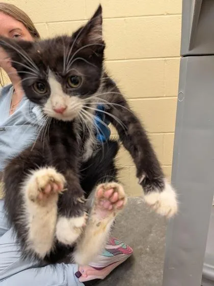 A baby small-sized female Domestic Short Hair cat named Luna for adoption in Independence, MO