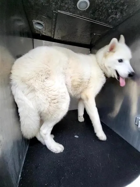 Milo