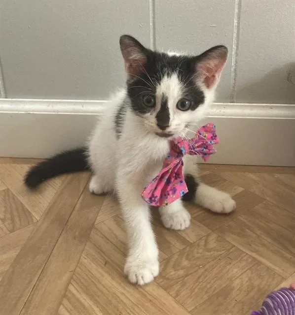 A baby small-sized female Domestic Short Hair cat named Squeak for adoption in Upper Marlboro, MD