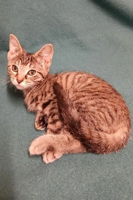 A baby small-sized female Domestic Short Hair cat named Cayenne for adoption in Wintersville, OH