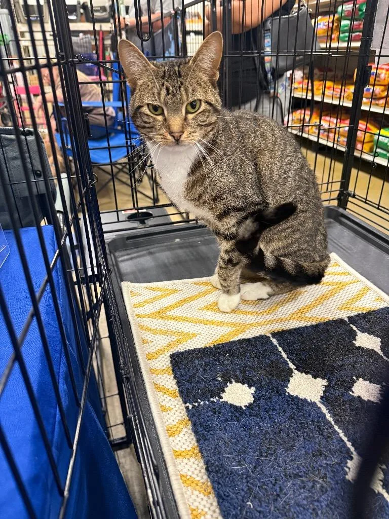 An adult large-sized female Domestic Short Hair cat named Bisquit for adoption in warrenville, SC