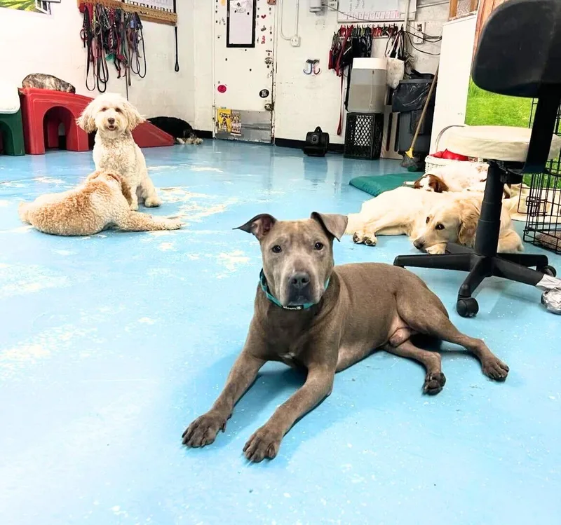 Neil  The Seal thumbnail 2