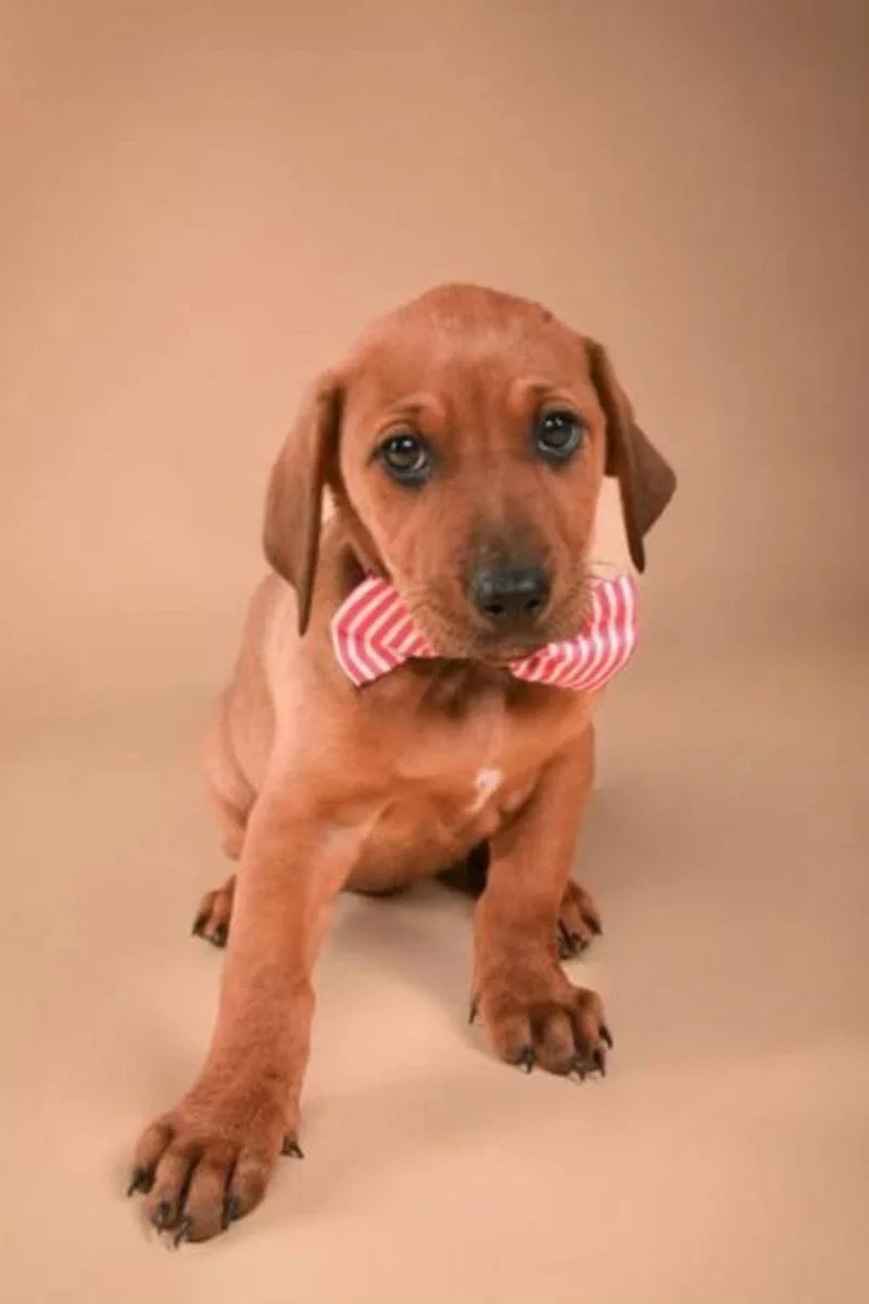 A baby large-sized female Doberman Pinscher dog named Misty for adoption in Buffalo, MN