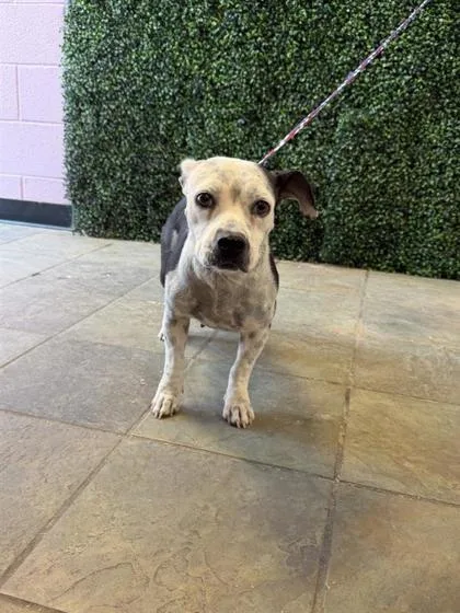 An adult medium-sized female White / Cream Mixed Breed dog named 61384038 for adoption in El Paso, TX