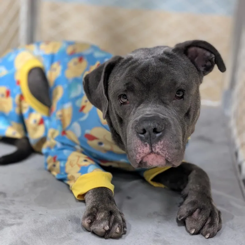 Blues Clues thumbnail 2