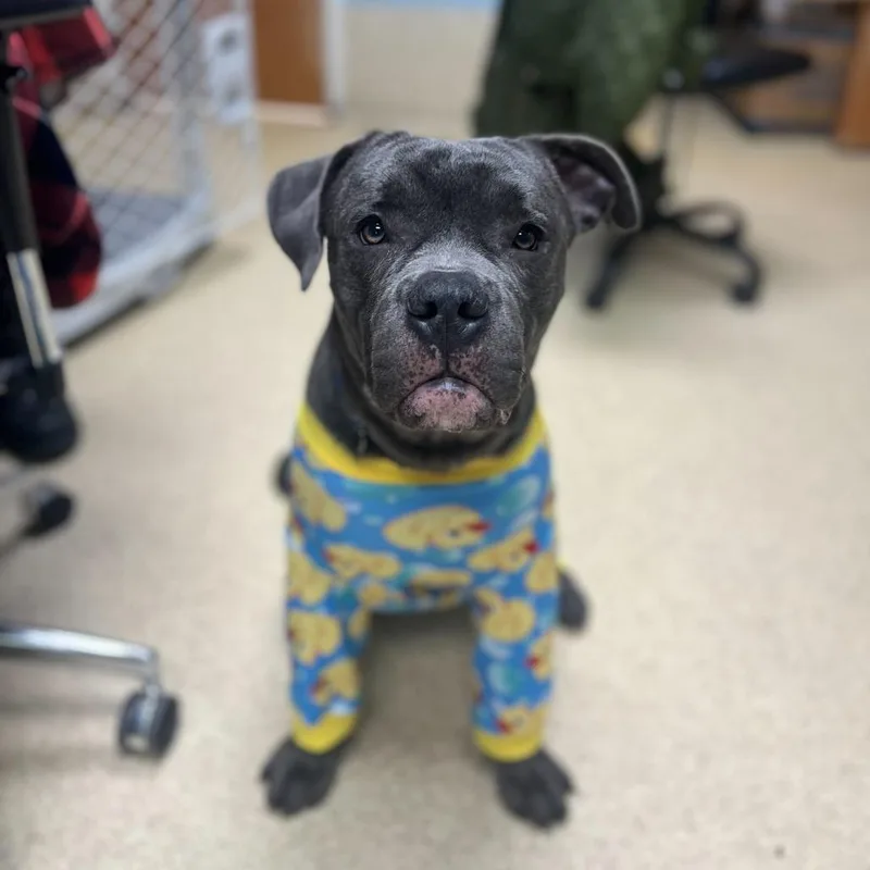 Blues Clues thumbnail 4