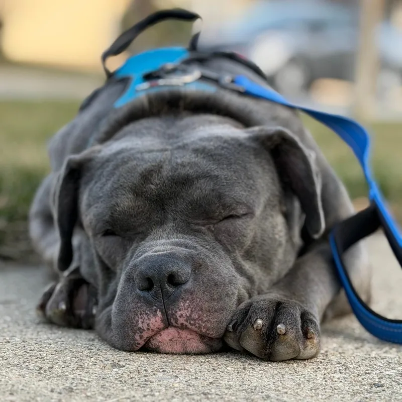 Blues Clues thumbnail 5