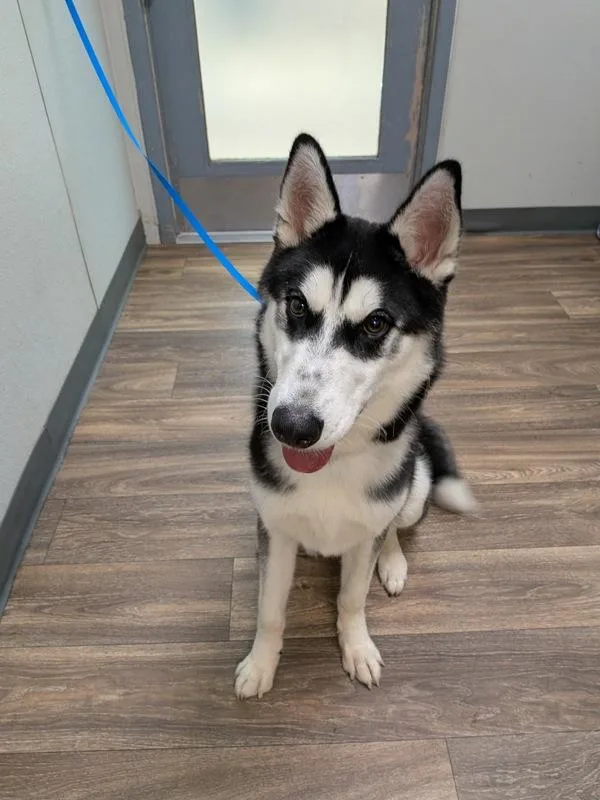 A young medium-sized male Siberian Husky dog named Zorro for adoption in San Diego, CA