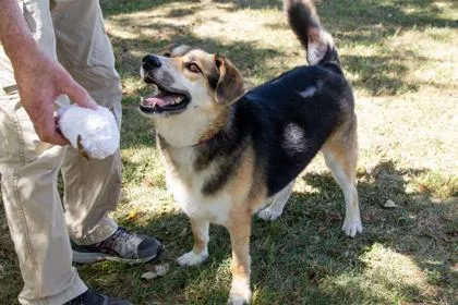 An adult large-sized male Shepherd dog named Charles for adoption in Kansas City, MO