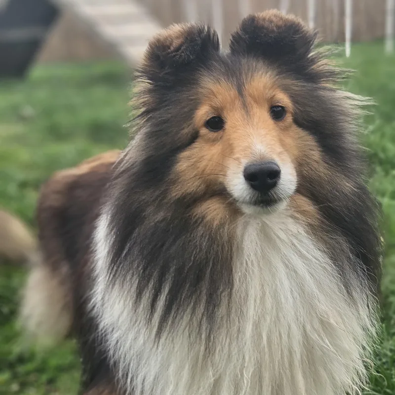 A young small-sized female Sable Shetland Sheepdog / Sheltie dog named Julia for adoption in Ramsey, IN