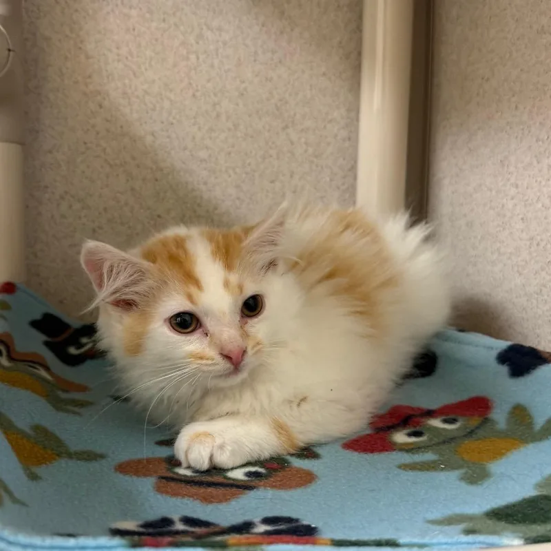 A baby small-sized male White Domestic Long Hair cat named Colby Jack for adoption in Naperville, IL