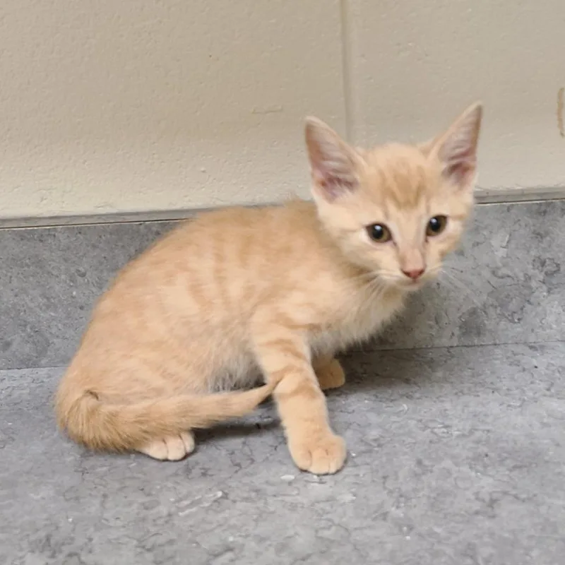 A baby medium-sized male Domestic Short Hair cat named Ambrose for adoption in Greeneville, TN