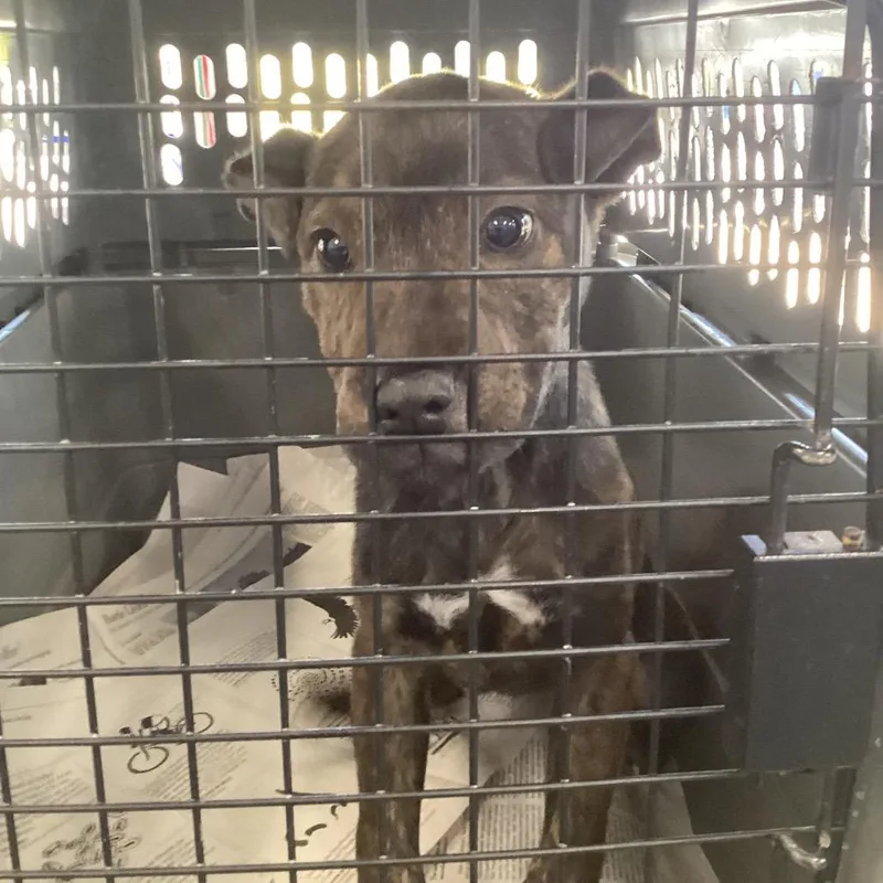 A baby small-sized male Brindle Terrier dog named River for adoption in Montgomery, AL