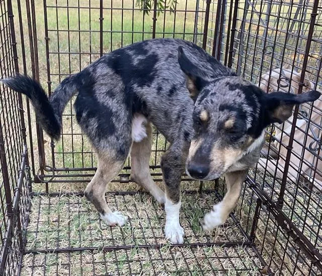 An adult medium-sized male Australian Cattle Dog / Blue Heeler dog named Ozzie for adoption in Dallas, TX