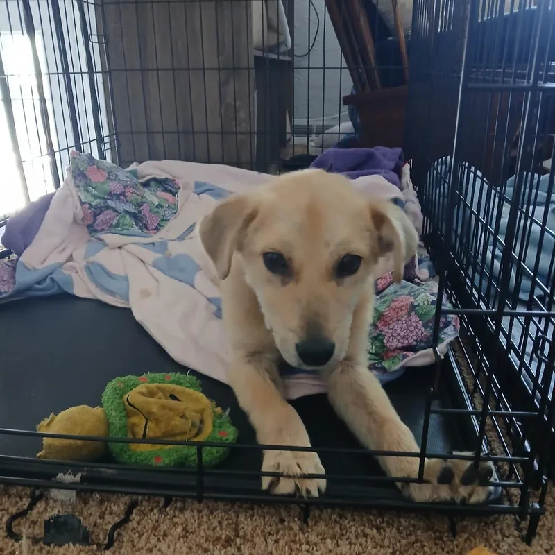 A baby small-sized male Yellow / Tan / Blond / Fawn Mixed Breed dog named Arrow for adoption in Buffalo, MN