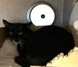 An adult medium-sized male Domestic Short Hair cat named Zaza for adoption in Washington, DC